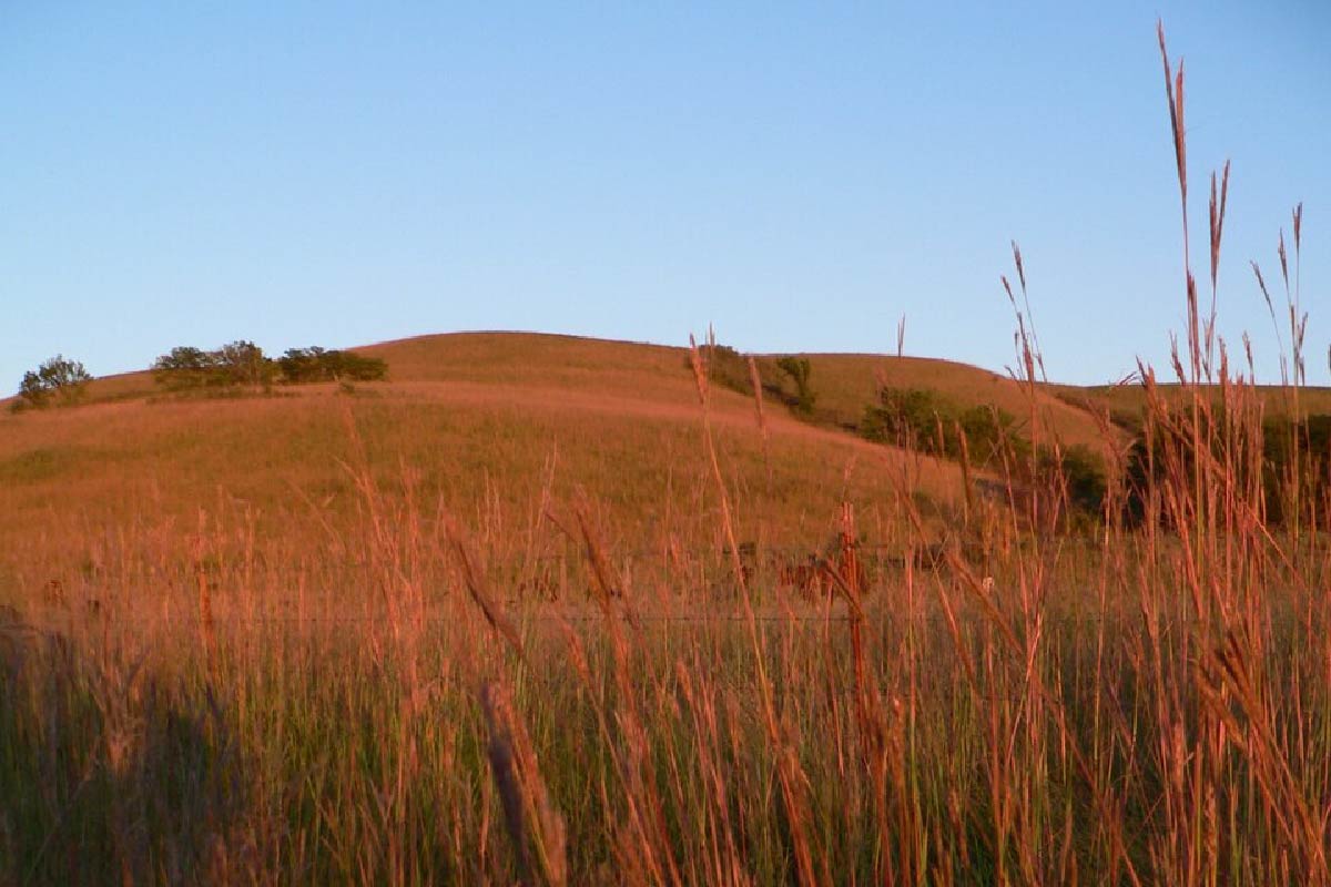 Big bluestem at golden hour, Kansas tallgrass prairie