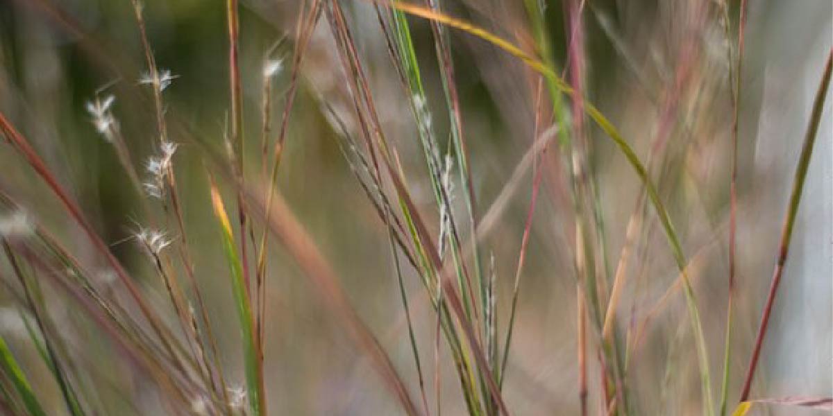 Little bluestem autumn color