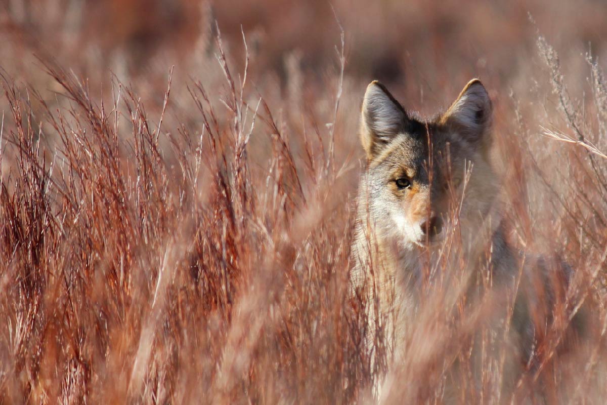 Coyote in little bluestem, Red Hills Kansas