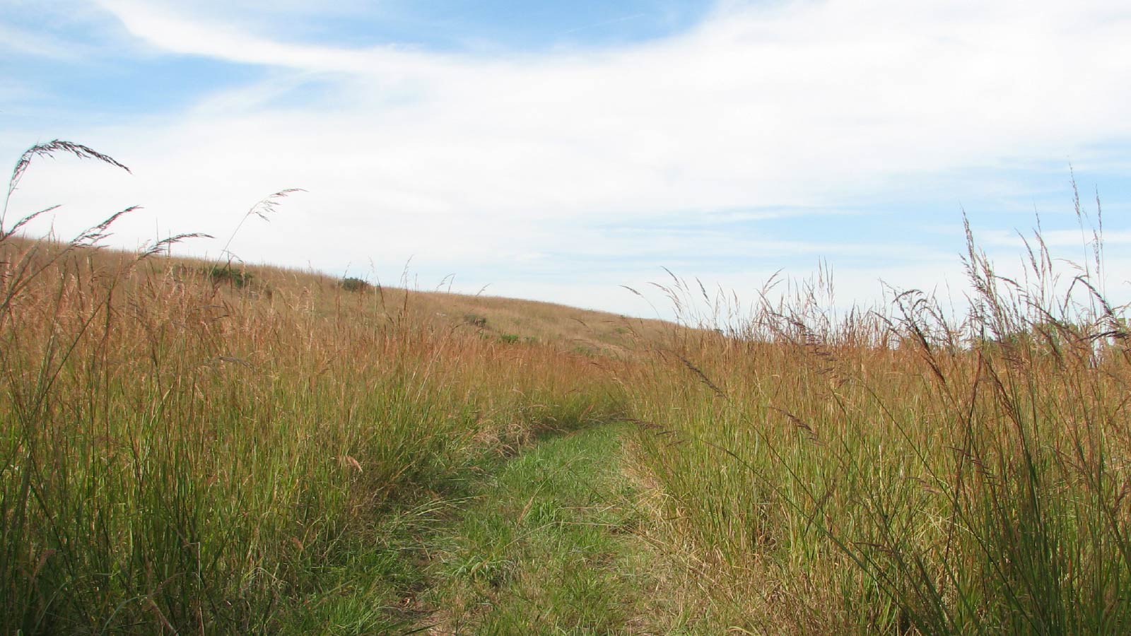 Trail through tallgrass prairie, Kansas