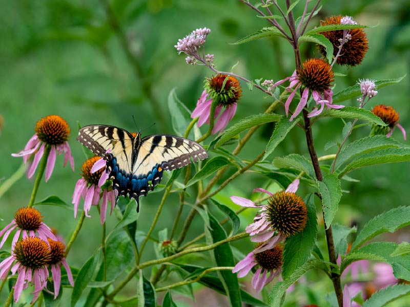 Purple Coneflower