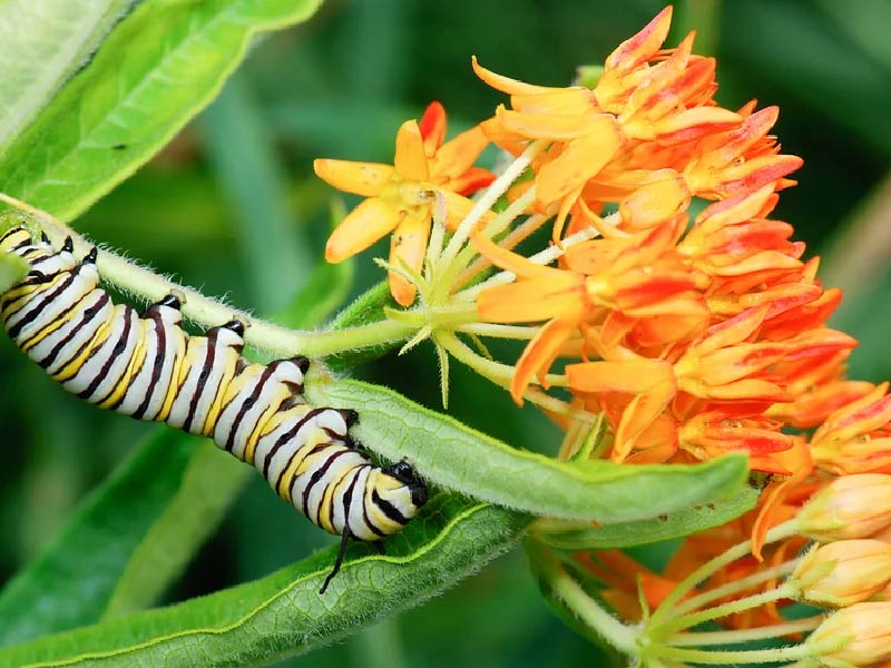 Butterfly Milkweed