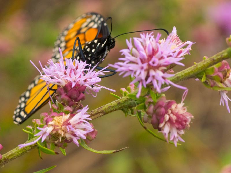Prairie Blazing Star
