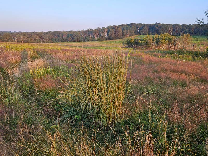 Big bluestem switchgrass meadow at sunrise