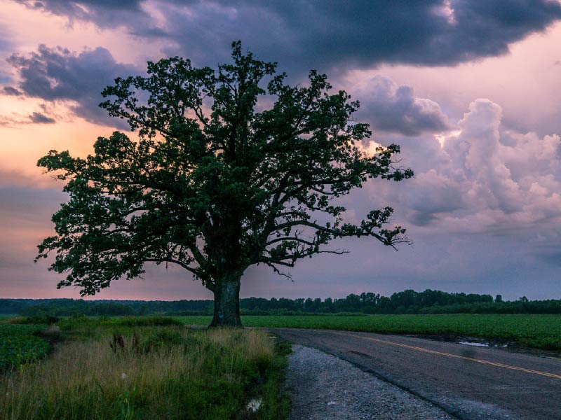 Bur Oak
